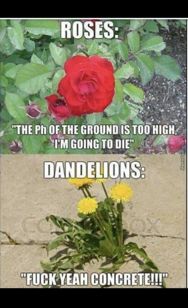 Dandelions