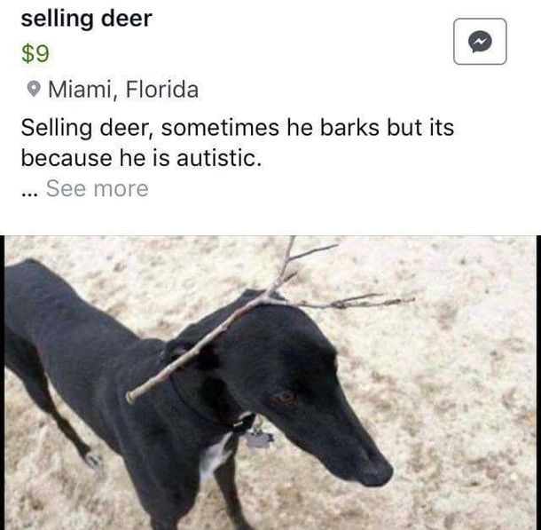  deer