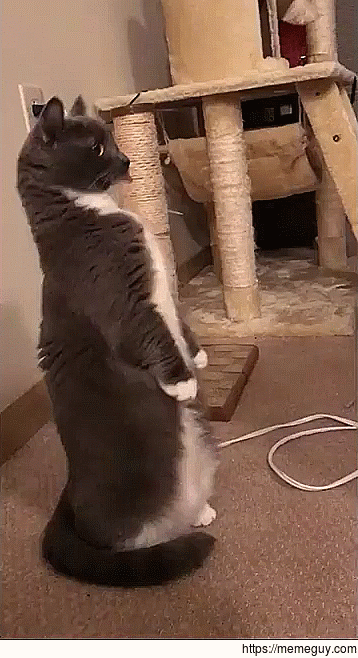 Derp