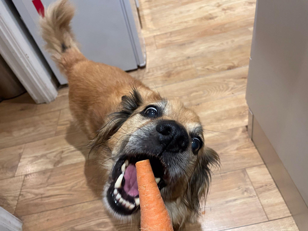  doggo go nom