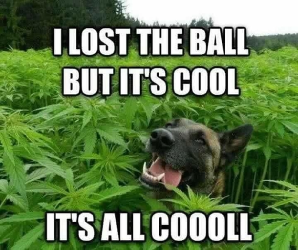 Dogs