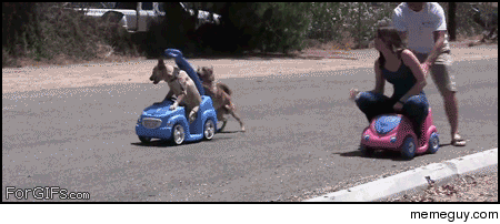  Dogs racing humans in push cars