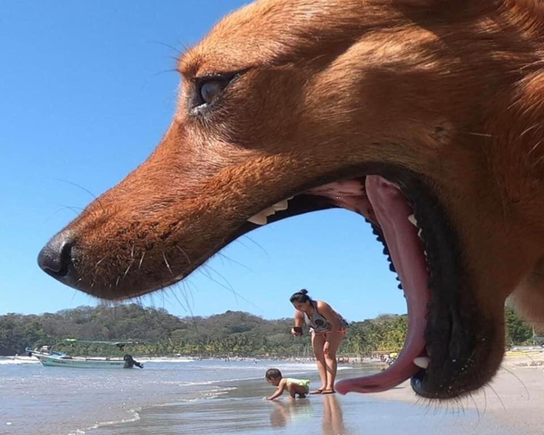 Dogzilla