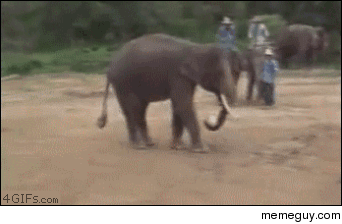 Elephantinho
