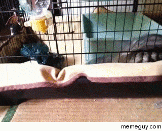 escape
