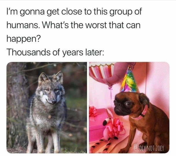Evolution