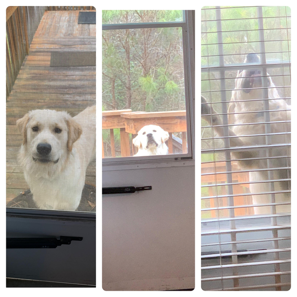  Ezio my golden retriever cant stand to be outside alone for  seconds while I put my jacketshoes on