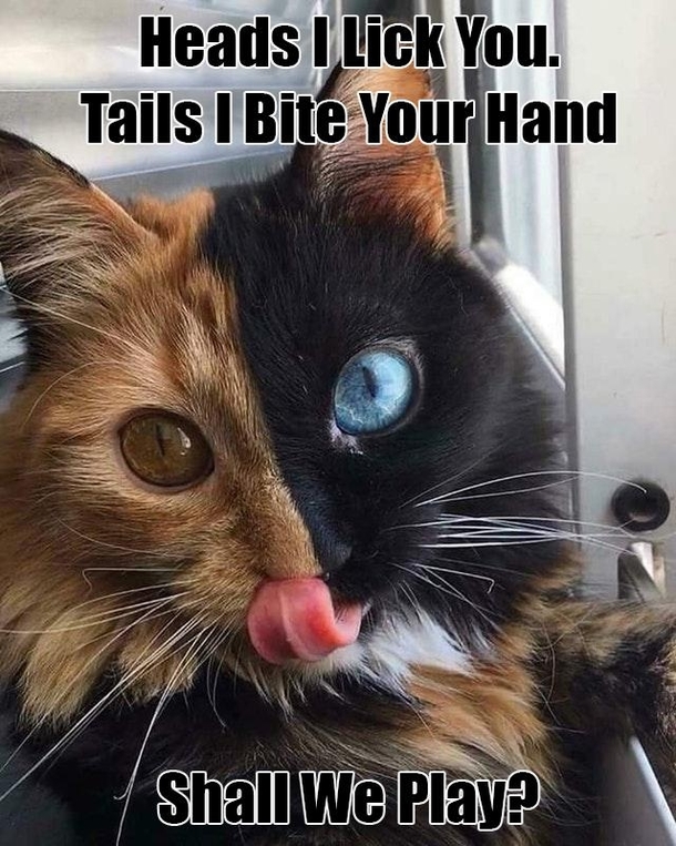 FaceCat