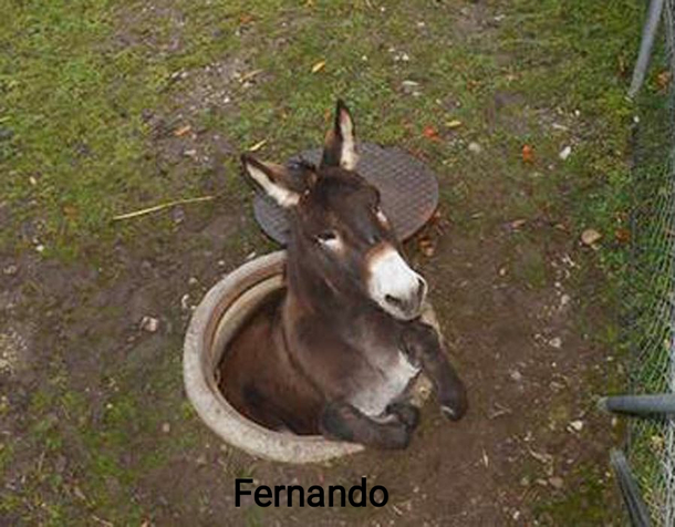 Fernando