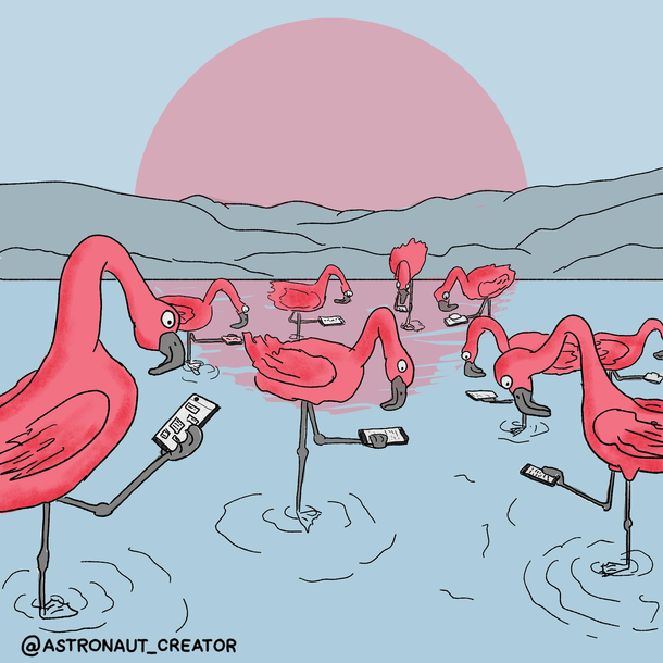 Flamingos