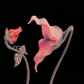 Flora