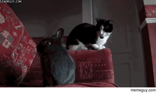 fluffy