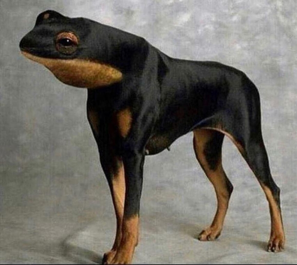 Froggweiler