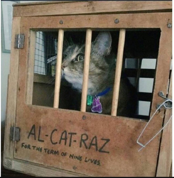 Genius