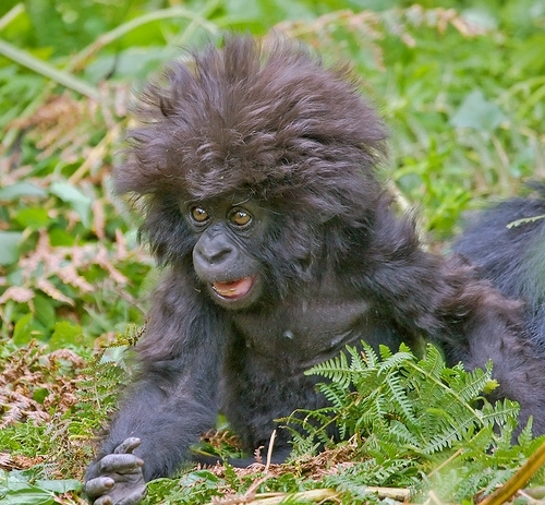 Gorillafro