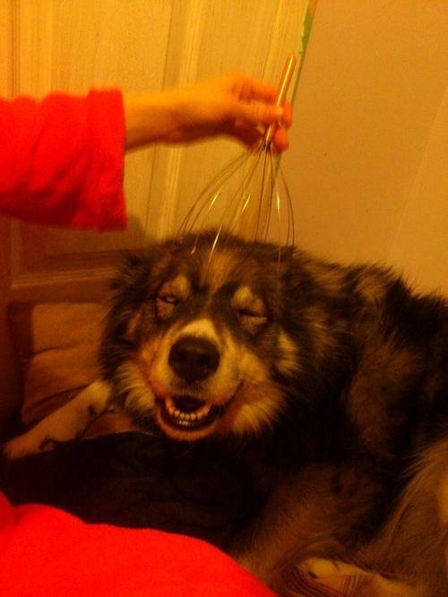 Grraaaawwhhhhgggrrrr