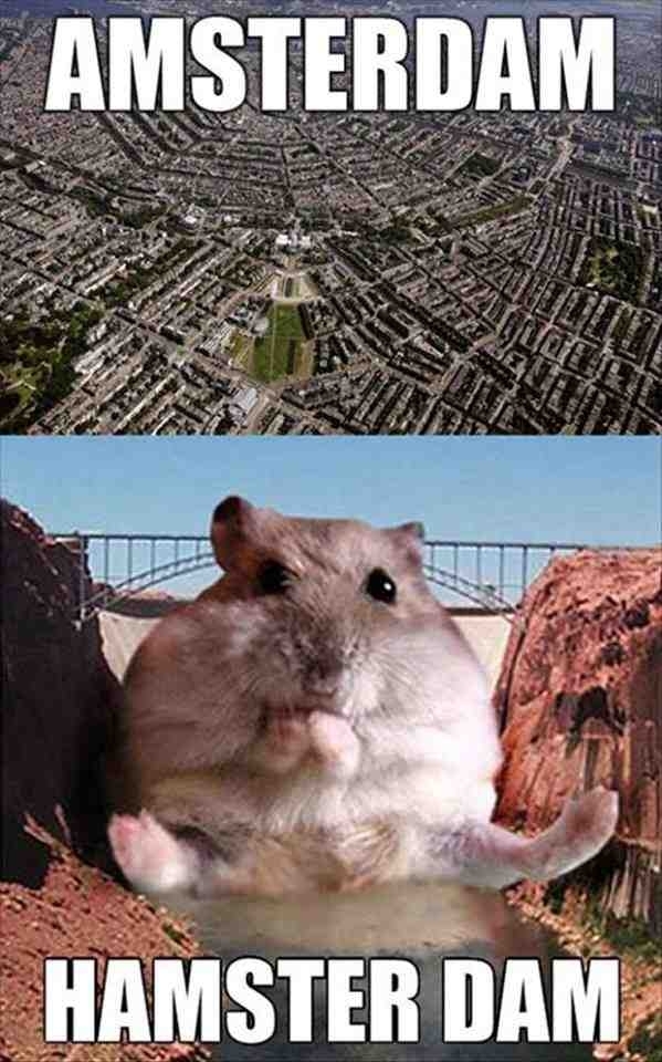 hamsterdam