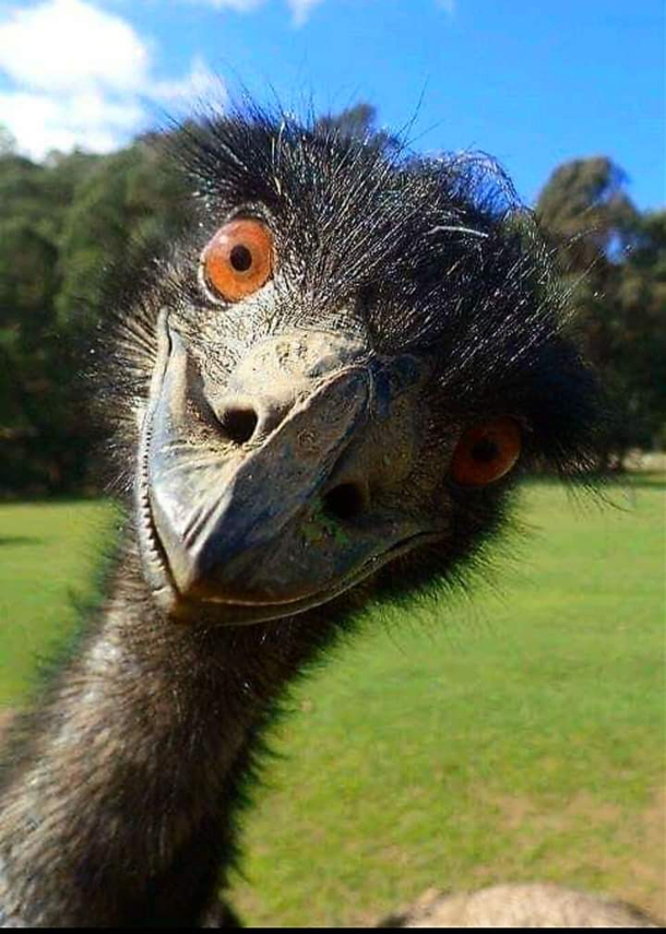 Hi