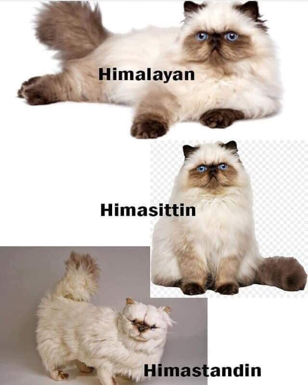 Himagoodboy
