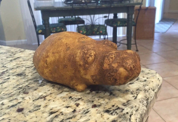 Hippopotato
