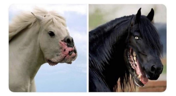 Horsedogs