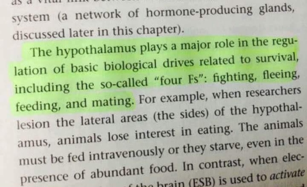 Hypothalamus