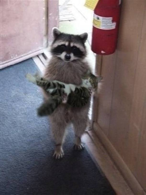  I found this little guy wandering about outside Is it yours