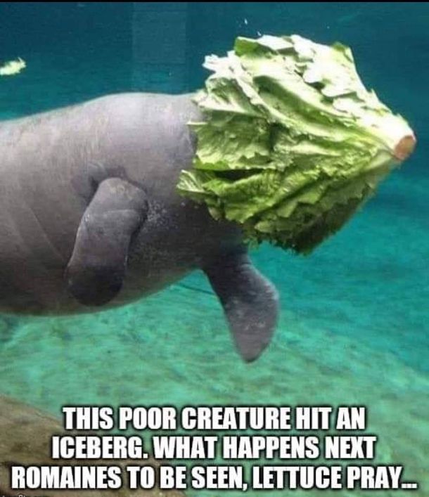 Iceberg