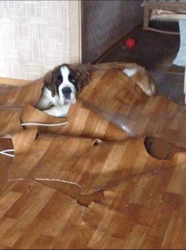 InteriorDecoDoggo