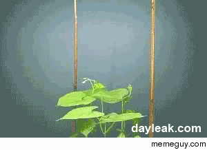 Ivy