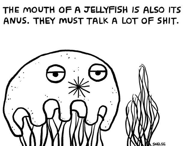  Jellyfish facts by Steve Nelson