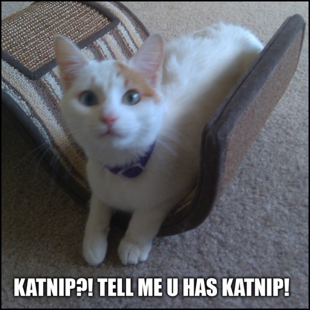 KATNIP