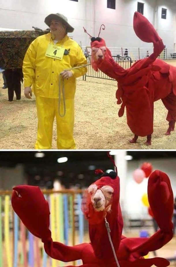 Llamster