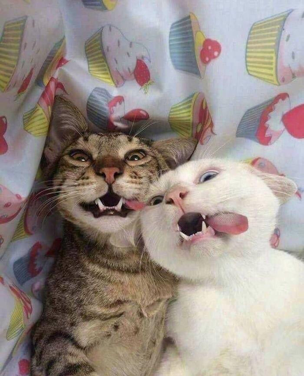 lol