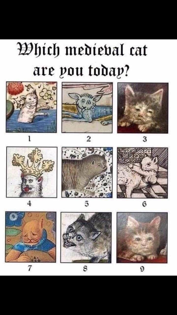 Meow