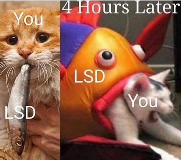  min into LSD and chill and it gives you this look
