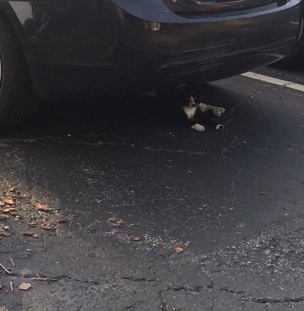  minutes It took me  minutes to get this little fucker from underneath my car He didnt give a single fuck either