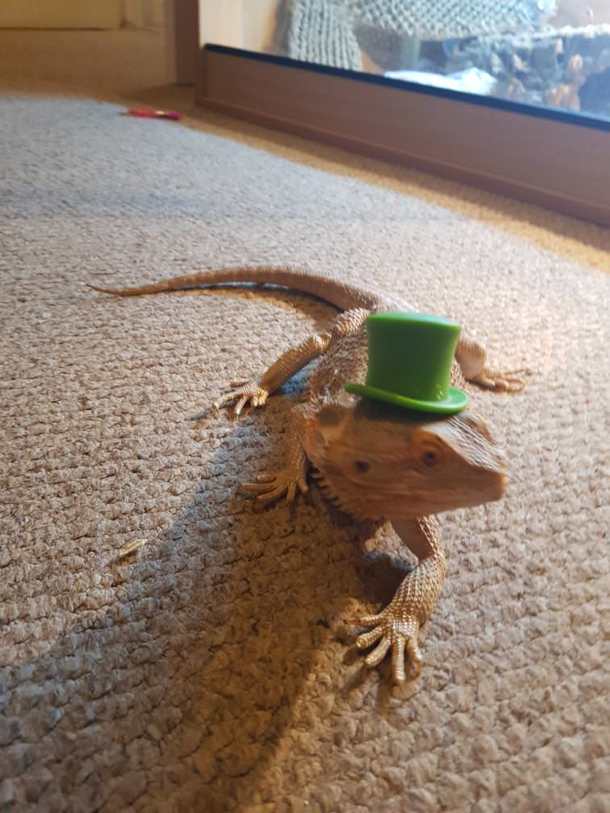 MLizard