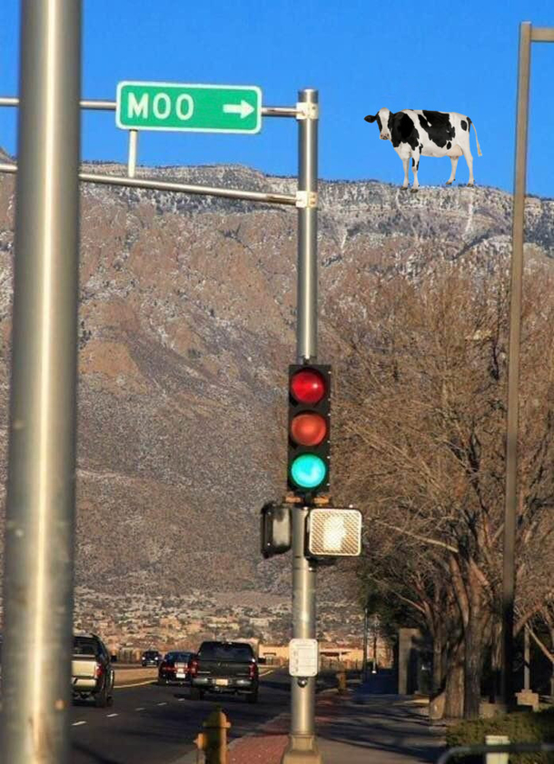 Moo