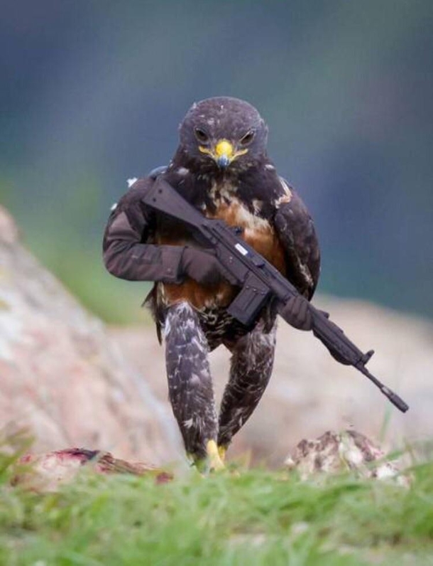 Murica