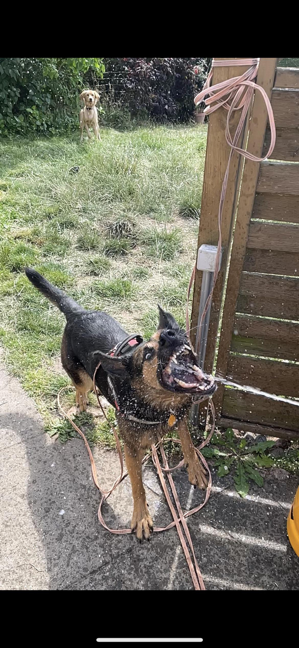  My dog really likes water the other one not so much