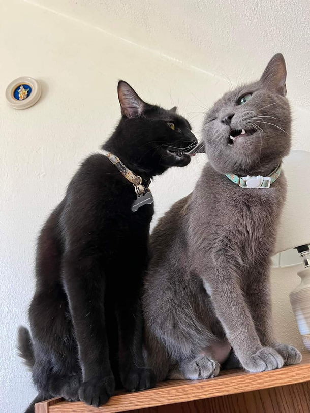 NOM