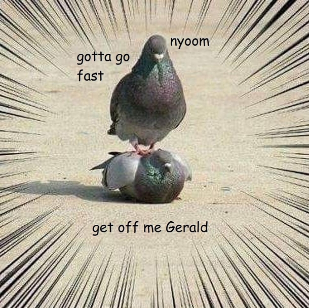 NYOOMbirb