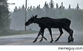 Octomoose