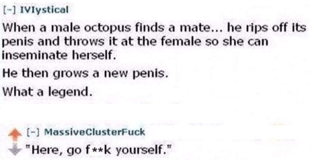 Octopus