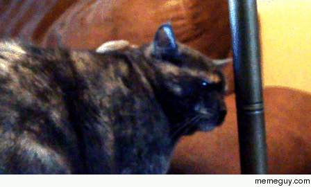  Of my cat zapping herself on the lamp