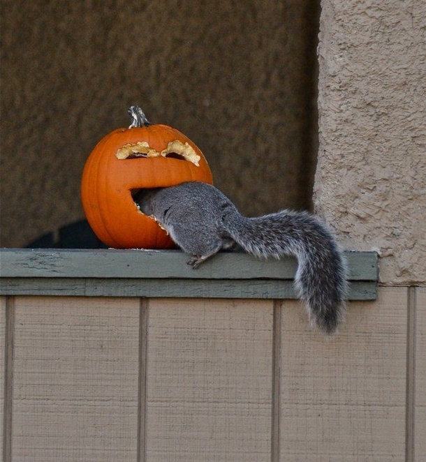 Omnomnom