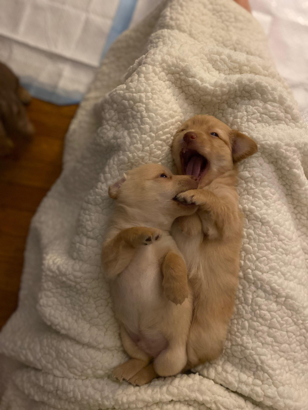 Owwwwww
