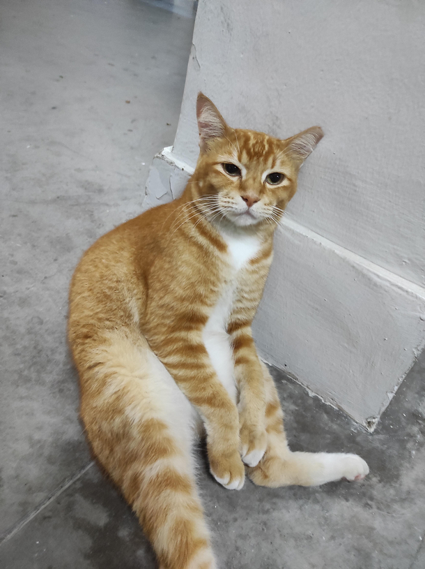Oyen
