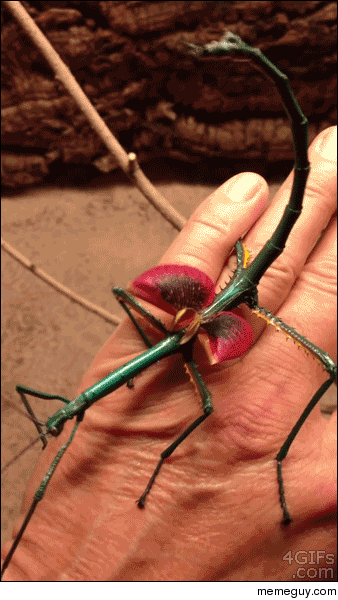 Phasmatodea